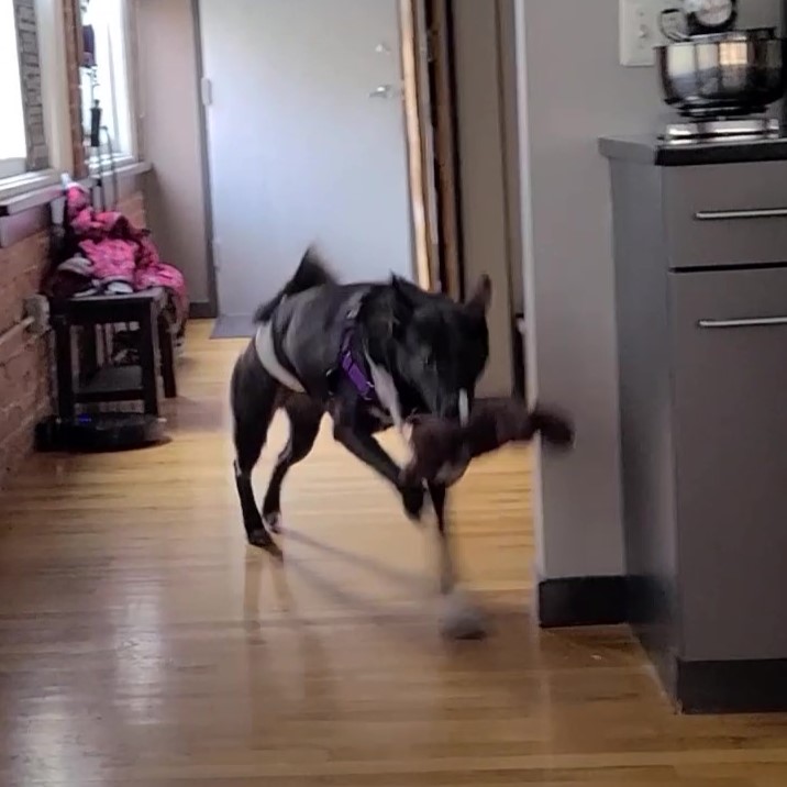 Ronon zooming through apartment with toy